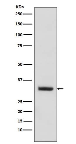 Western Blot: enkurin Antibody (SR1480) [NBP3-21619] - Western blot analysis using NBP3-21619 in Mouse testis lysate. 