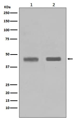 Western Blot: SETD7 Antibody (SR1694) [NBP3-21620] - Western blot analysis using NBP3-21620 in (1) Jurkat cell lysate; (2) HeLa cell lysate.