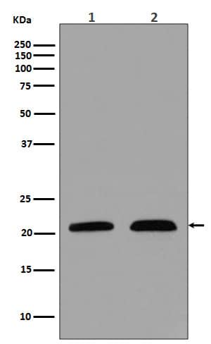 Western Blot: p21/CIP1/CDKN1A Antibody (SR1331) [NBP3-21623] - Western blot analysis using NBP3-21623 in (1) MCF-7 cell lysate; (2) LnCaP cell lysate.