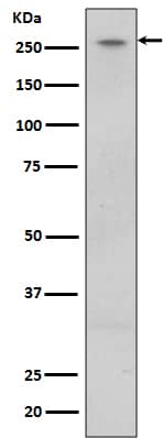 Western Blot: LRRK2 Antibody (SR1449) [NBP3-21626] - Western blot analysis using NBP3-21626 in U87-MG cell lysate. 