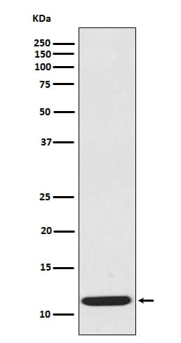 Western Blot: CCL19/MIP-3 beta Antibody (SR1079) [NBP3-21628] - Western blot analysis of extracts from CCL19/MIP-3 beta recombinant protein, using NBP3-21628.