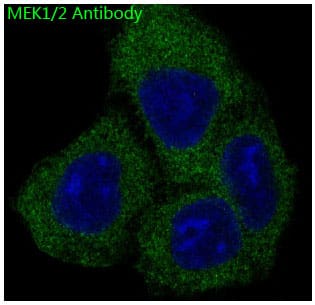 Immunocytochemistry/Immunofluorescence: MEK1/2 Antibody (SR1751) [NBP3-21632] - Immunofluorescent analysis of Hela cells, using NBP3-21632.