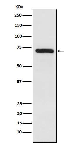 Western Blot: TRIM25 Antibody (SR2171) [NBP3-21633] - Western blot analysis using NBP3-21633 in HeLa cell lysate.