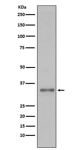 Western Blot: Torsin A Antibody (SR1592) [NBP3-21637] - Western blot analysis using NBP3-21637 in 293T cell lysate.