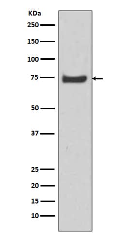 Western Blot HSPA12A Antibody (SR2197)