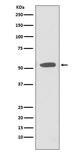 Western Blot: CD47 Antibody (SR1983) [NBP3-21647] - Western blot analysis of extracts of NIH/3T3 cell lysate, using NBP3-21647.