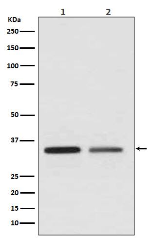 Western Blot: Wnt-2 Antibody (SR1571) [NBP3-21653] - Western blot analysis using NBP3-21653 in (1) Jurkat cell lysate; (2) SKBR-3 cell lysate.