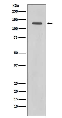 Western Blot: Rad21 Antibody (SR2172) [NBP3-21658] - Western blot analysis using NBP3-21658 in HeLa cell lysate.