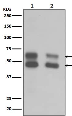 Western Blot: CaM Kinase II Antibody (SR1753) [NBP3-21661] - Western blot analysis using NBP3-21661 in (1) Mouse brain tissue lysate ;(2) Rat brain tissue lysate.