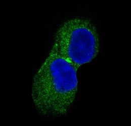 Immunocytochemistry/Immunofluorescence: CaM Kinase II Antibody (SR1753) [NBP3-21661] - Immunofluorescent analysis of PC-12 cells, using NBP3-21661.