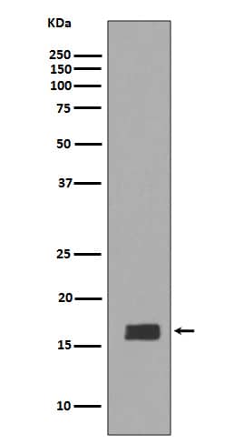 Western Blot Synuclein alpha/beta Antibody (SR1281) - BSA Free