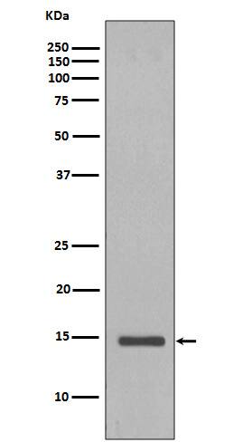 Western Blot: Histone H2B Antibody (SR1182) [NBP3-21669] - Western blot analysis using NBP3-21669 in Saccharomyces cerevisiae cell lysate.