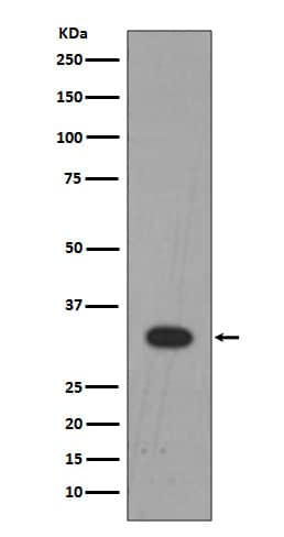 Western Blot: LIN-28B Antibody (SR1509) [NBP3-21675] - Western blot analysis using NBP3-21675 in K562 cell lysate.