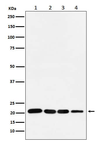 Western Blot: p21/CIP1/CDKN1A Antibody (SR1330) [NBP3-21676] - Western blot analysis using NBP3-21676 in (1) MCF-7 cell lysate; (2) HeLa cell lysate. (3) LnCap cell lysate; (4) U87 MG cell lysate.