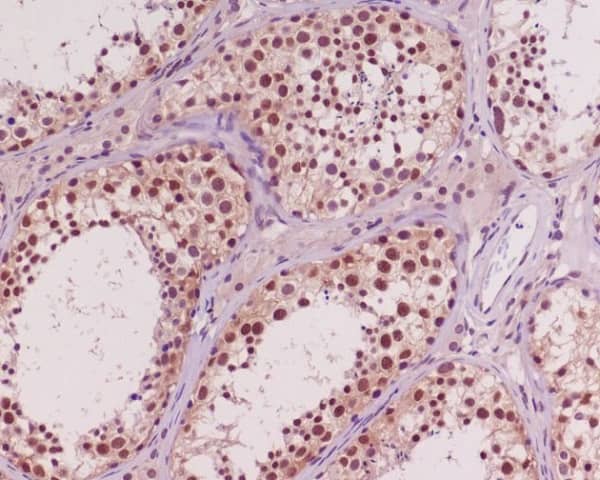 Immunohistochemistry: AKT1/2/3 Antibody (SR2006) [NBP3-21678] - Immunohistochemical analysis of paraffin-embedded human testis, using NBP3-21678.