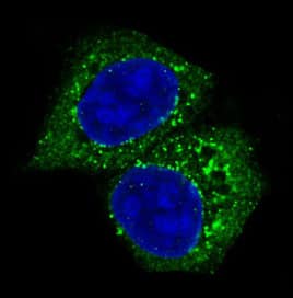 Immunocytochemistry/Immunofluorescence: AKT1/2/3 Antibody (SR2006) [NBP3-21678] - Immunofluorescent analysis of MCF-7 cells, using NBP3-21678.