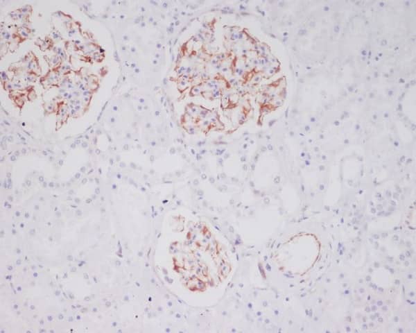 Immunohistochemistry: Tryptase alpha/beta 1 Antibody (SR1510) [NBP3-21686] - Immunohistochemical analysis of paraffin-embedded human kidney, using NBP3-21686.