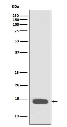 Western Blot: Histone H2B type 1B Antibody (SR1212) [NBP3-21687] - Western blot analysis using NBP3-21687 in Hela cell treated with TSA lysate.