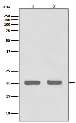 Western Blot: IL-1ra/IL-1F3/IL1RN Antibody (SR1317) [NBP3-21689] - Western blot analysis using NBP3-21689 in (1) HeLa cell lysate; (2) 3T3 cell lysate.