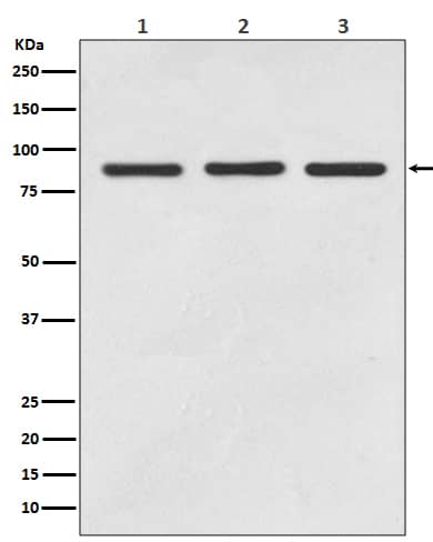 Western Blot: STAT5a/b Antibody (SR2282) [NBP3-21692] - Western blot analysis using NBP3-21692 in (1) Jurkat cell lysate; (2) 3T3 cell lysate; (2) PC12 cell lysate.