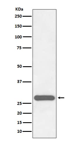 Western Blot: Cited-2 Antibody (SR1464) [NBP3-21702] - Western blot analysis using NBP3-21702 in HeLa cell lysate.