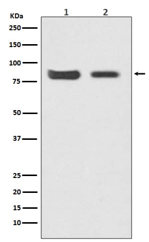 Western Blot: Mitofusin 2 Antibody (SR2236) [NBP3-21710] - Western blot analysis using NBP3-21710 in (1) HeLa cell lysate; (2) Mouse kidney lysate.