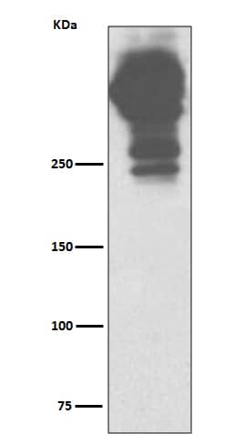 Western Blot: MUC5AC Antibody (SR1335) [NBP3-21726] - Western blot analysis using NBP3-21726 in human stomach lysate.