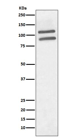 Western Blot: PML Protein Antibody (SR1825) [NBP3-21728] - Western blot analysis using NBP3-21728 in 293 cell lysate.