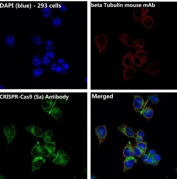 ICC/IF-CRISPR-Cas9 Antibody (SR1104)-NBP3-21732- Analysis of 293T cells transfected with CRISPR-Cas9 SA, using CRISPR-Cas9 SA Antibody .