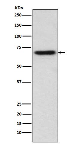 Western Blot: ITK Antibody (SR2174) [NBP3-21762] - Western blot analysis using NBP3-21762 in Jurkat cell lysate.