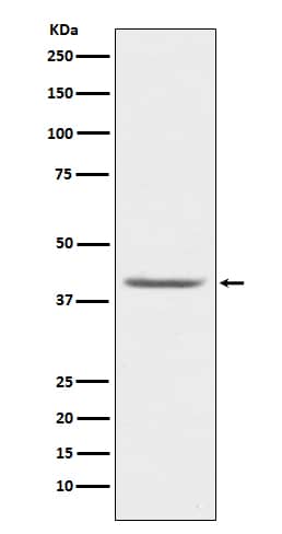 Western Blot: PON1 Antibody (SR1678) [NBP3-21763] - Western blot analysis using NBP3-21763 in human plasma lysate.