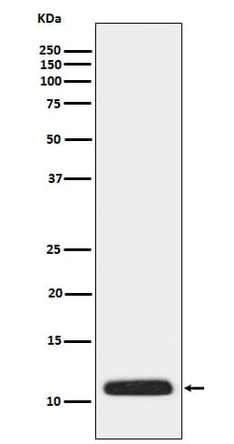 Western Blot: Apolipoprotein CIII Antibody (SR1078) [NBP3-21769] - Western blot analysis using NBP3-21769 in human plasma lysate.