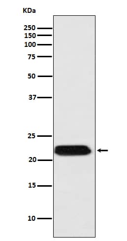 Western Blot: Ferritin mitochondrial Antibody (SR1345) [NBP3-21775] - Western blot analysis using NBP3-21775 in HepG2 cell lysate.