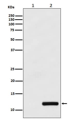 Western Blot: CCL4/MIP-1 beta Antibody (SR1111) [NBP3-21790] - Western blot analysis using NBP3-21790 in (1) THP-1 cell lysate; (2) THP-1 cell treated with PMA+LPS+Brefeldin A.