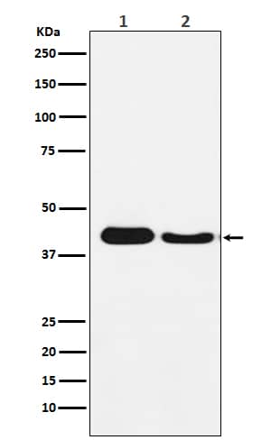 Western Blot: ATG4A Antibody (SR1759) [NBP3-21808] - Western blot analysis using NBP3-21808 in (1) HepG2 cell lysate; (2) Mouse brain lysate.