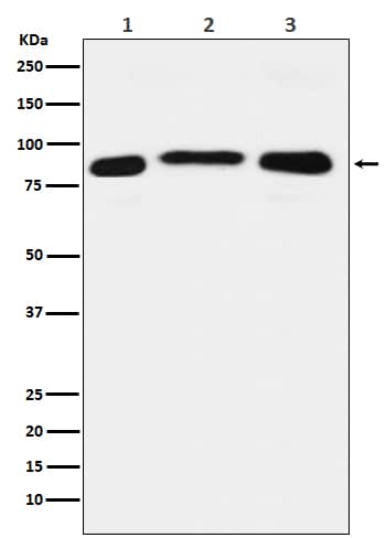 Western Blot: AOF1 Antibody (SR2291) [NBP3-21824] - Western blot analysis using NBP3-21824 in (1) HeLa cell lysate; (2) RAW264.7 cell lysate; (3) PC12 cell lysate.