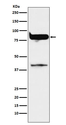 Western Blot PKC eta Antibody (SR1663) - BSA Free