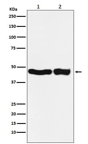 Western Blot: UQCRC2 Antibody (SR1848) [NBP3-21830] - Western blot analysis using NBP3-21830 in (1) HEK293 cell lysate; (2) Mouse kidney lysate.