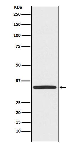 Western Blot: TRADD Antibody (SR1569) [NBP3-21833] - Western blot analysis using NBP3-21833 in Hela cell lysate.