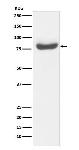 Western Blot: RAP80 Antibody (SR2242) [NBP3-21834] - Western blot analysis using NBP3-21834 in 293T cell lysate.