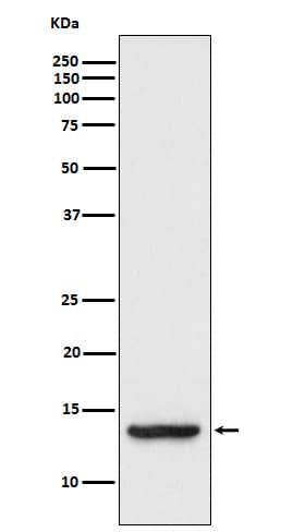 Western Blot: TAX1BP3 Antibody (SR1181) [NBP3-21839] - Western blot analysis using NBP3-21839 in HT-1080 cell lysate.