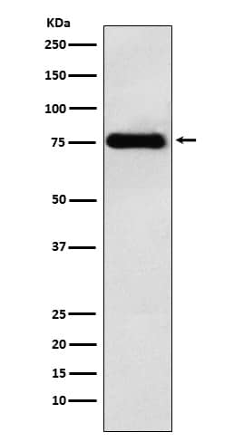 Western Blot: LYRIC Antibody (SR2198) [NBP3-21855] - Western blot analysis using NBP3-21855 in HeLa cell lysate.