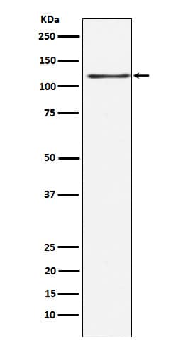 Western Blot: KSR1 Antibody (SR1095) [NBP3-21857] - Western blot analysis using NBP3-21857 in HEK293 cell lysate.
