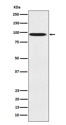 Western Blot CDT2 Antibody (SR2285)