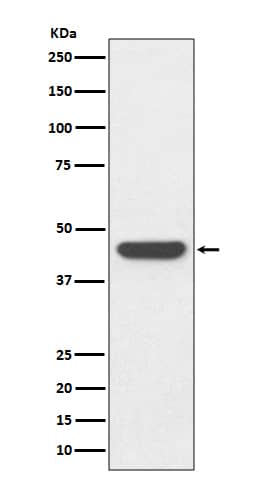 Western Blot: HA Tag Antibody (SR2318) [NBP3-21862] - Western blot analysis of HA Tag fusion protein, using NBP3-21862.