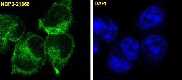 Immunocytochemistry/Immunofluorescence: GST Epitope Tag Antibody (SR1415) [NBP3-21866] - Immunofluorescent analysis of 293 cells, using NBP3-21866.