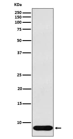 Western Blot: Defensin beta 1 Antibody (SR2223) [NBP3-21881] - Western blot analysis using NBP3-21881 in Human recombinant Defensin beta 1 lysate.