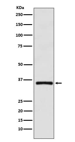 Western Blot: DMRT1 Antibody (SR1561) [NBP3-21894] - Western blot analysis using NBP3-21894 in HL-60 cell lysate.