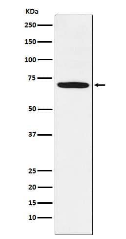 Western Blot: LIM Kinase 1 Antibody (SR2175) [NBP3-21902] - Western blot analysis using NBP3-21902 in U-87MG cell lysate.