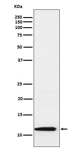 Western Blot: Thioredoxin-2 Antibody (SR1118) [NBP3-21912] - Western blot analysis using NBP3-21912 in Raji cell lysate.